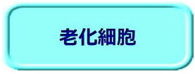 老化細胞（ボタン）