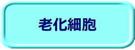 老化細胞（22P）